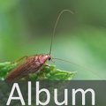 Schaben (Blattodea)  <!--hidden-->