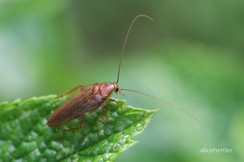 Bernstein-Waldschabe (Ectobius vittiventris) - Stuttgart.jpg