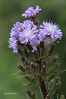 Alpen-Milchlattich (Cicerbita alpina) 