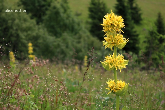 Gelber Enzian (Gentiana lutea) 