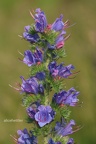 Gewöhnlicher Natternkopf (Echium vulgare)