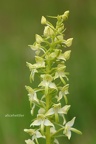 Grünliche Waldhyazinthe (Platanthera chlorantha)