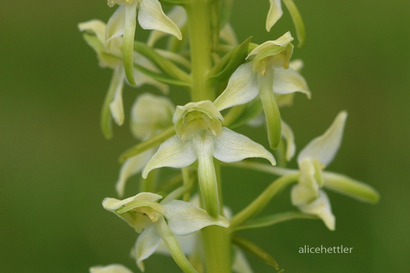 Grünliche Waldhyazinthe (Platanthera chlorantha)