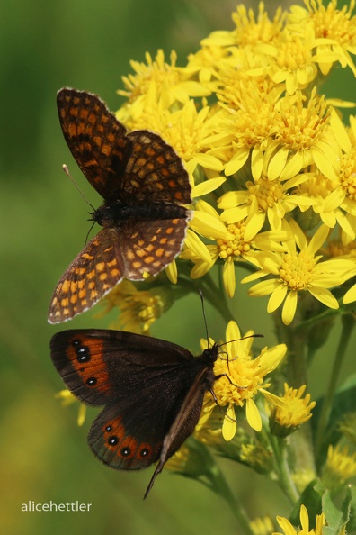 Scheckenfalter (Melitaea sp.) Rundaugen-Mohrenfalter (Erebia medusa) - Feldberg.JPG