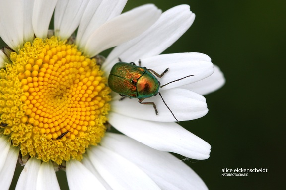 Fallkäfer (Cryptocephalus sp.) 