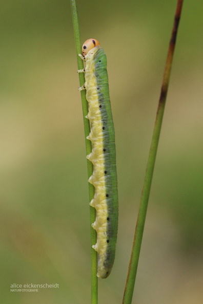 Blattwespenlave (Dolerus ferrugatus) - Hinterzarten.JPG