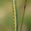 Echte Blattwespe (Dolerus ferrugatus) 