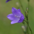 Rundblättrige Glockenblume (Campanula rotundifolia)