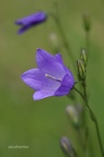 Rundblättrige Glockenblume (Campanula rotundifolia)