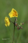 Gewöhnliches Sonnenröschen (Helianthemum nummularium) 