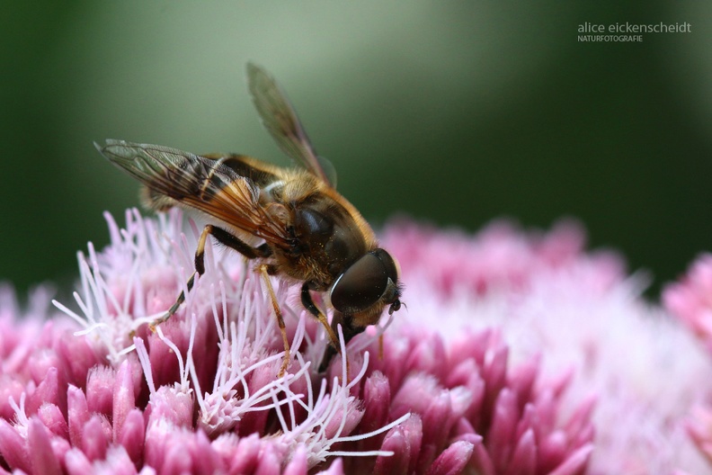 Mittlere Keilfleckschwebfliege - Hoverfly (Eristalis interrupta)
Foto: Alice Eickenscheidt
Ort: Hinterzarten
Kamera: Canon EOS 70 D, 105 mm 1:2.8 DG Macro (Sigma) Mittlere Keilfleckschwebfliege (Eristalis interrupta).JPG