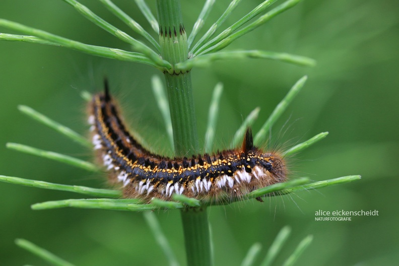 Trinkerin - Drinker (Euthrix potatoria)
Raupe - Caterpillar
Foto: Alice Eickenscheidt
Ort: Kappel-Grafenhausen
Kamera: Canon EOS 70 D, EF 100 mm 1:2,8 L IS USM (Canon) Trinkerin (Euthrix potatoria)Taubergießen.JPG