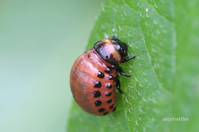 Kartoffelkäfer (Leptinotarsa decemlineata)  