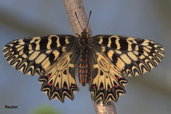 Osterluzeifalter (Zerynthia polyxena)