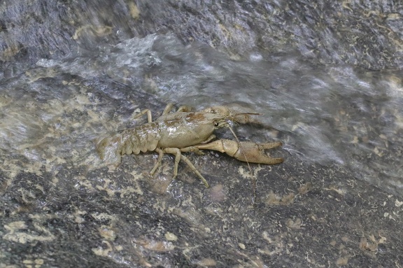 Europäischer Flusskrebs (Astacus astacus)