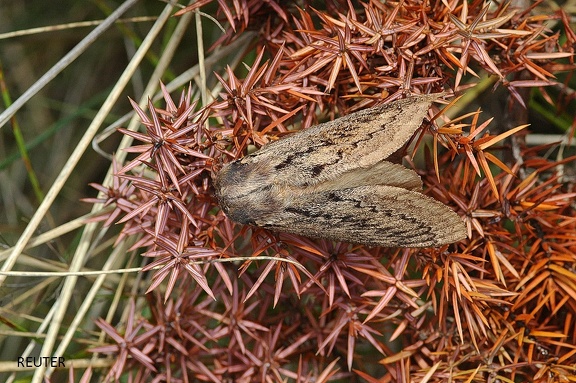 Pistazienspinner (Pachypasa otus)