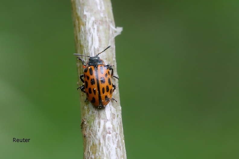 Chrysomela vigintipunctata.jpg