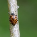 Gefleckter Weidenblattkäfer (Chrysomela vigintipunctata)