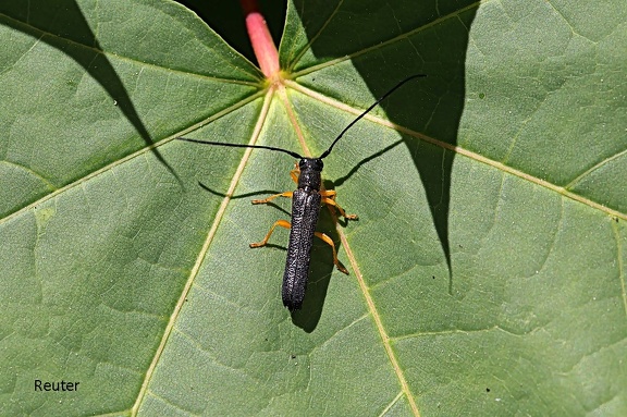 Hasel-Linienbock (Oberea linearis)
