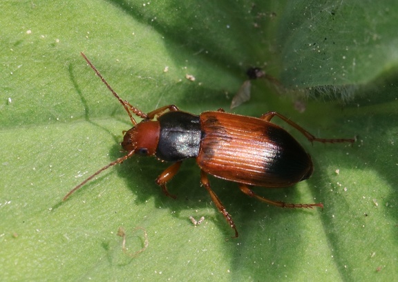 Blauhals-Schnellläufer (Diachromus germanus)