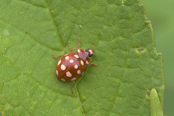 Blattfloh-Marienkäfer (Calvia quatuordecimguttata)