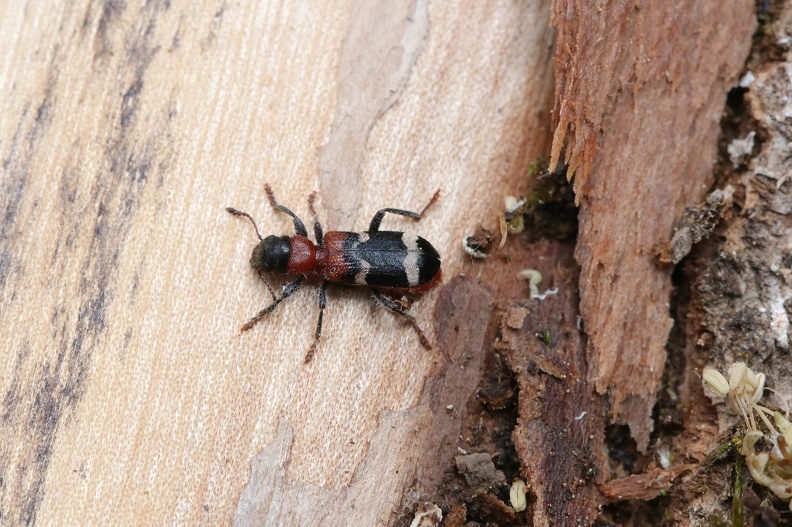 Ameisenbuntkäfer (Thanasimus formicarius)