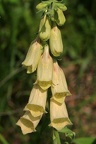 Großblütiger Fingerhut (Digitalis grandiflora)