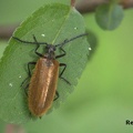 Früher Wollkäfer (Lagria atripes)