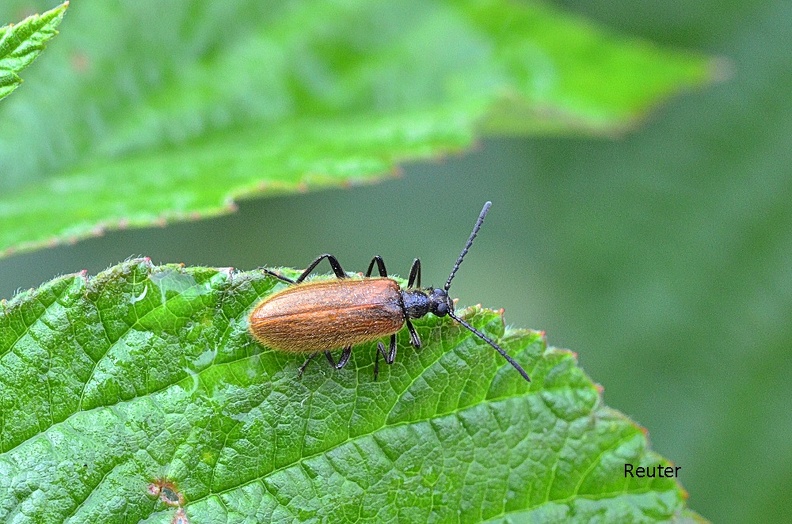 Gemeiner Wollkäfer - Long-jointed Beetle (Lagria hirta)
Foto: Karl Reuter
Ort: Reutlingen-Betzingen
Kamera: Canon EOS 80 D, EF 100mm 1:2,8 L IS USM Gemeiner Wollkäfer (Lagria hirta).jpg