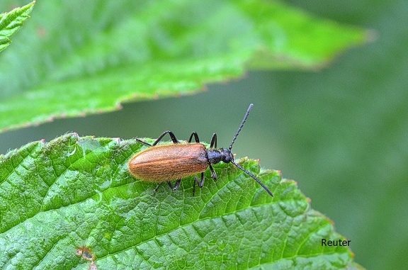 Gemeiner Wollkäfer (Lagria hirta)