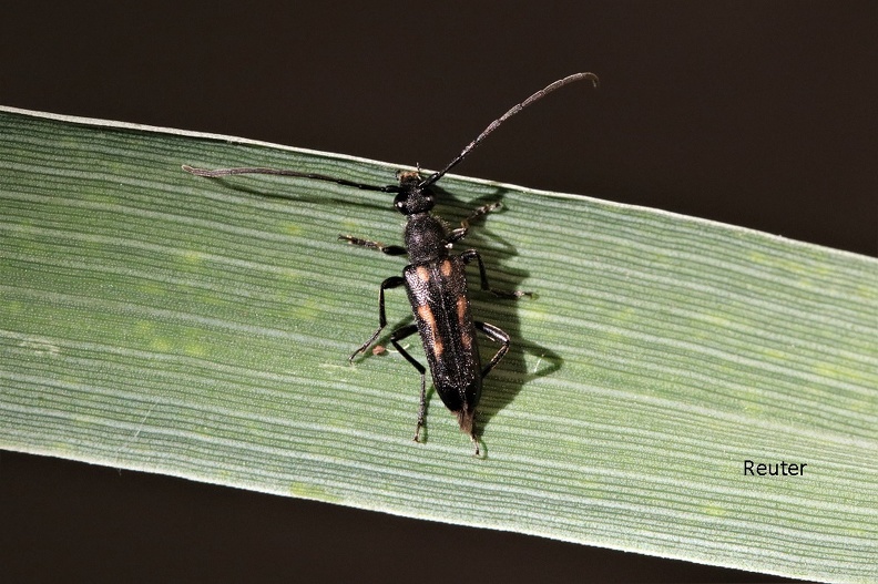 Gefleckter Halsbock (Anoplodera sexguttata).jpg