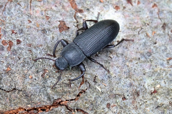 Bunthalsiger Mehlwurmkäfer (Tenebrio opacus)