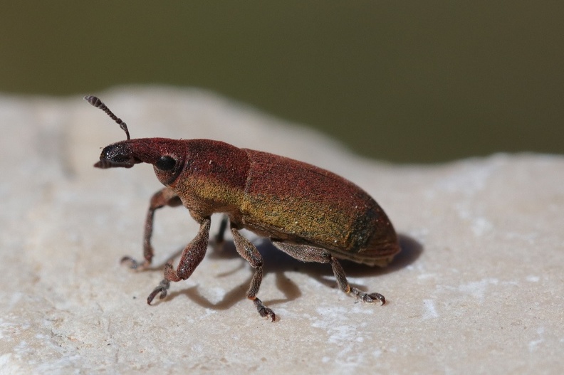 Reiherschnabel-Stängelrüssler (Lixus vilis)