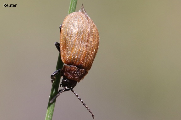 Karden-Blattkäfer (Galeruca pomonae)