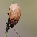 Karden-Blattkäfer (Galeruca pomonae)