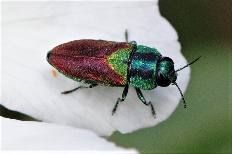 Prachtkäfer - Metalic Wood-boring Beetle (Anthaxia sp.)
Foto: Karl Reuter
Ort: Pakostane, Kroatien
Kamera: Canon EOS 80 D, EF 100mm 1:2,8 L IS USM Anthaxia passerini.jpg