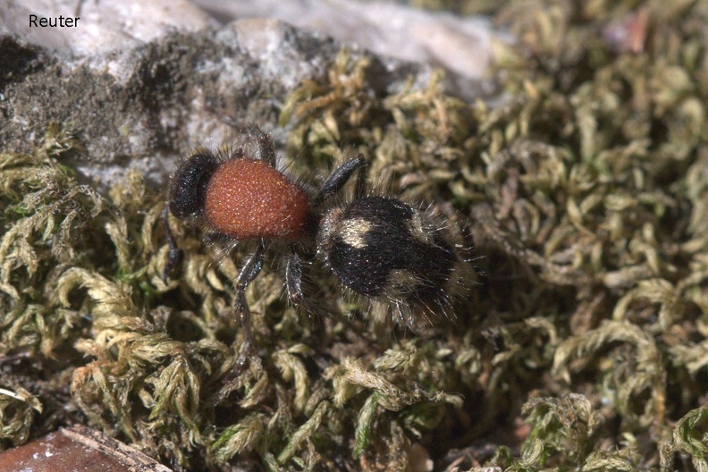 Ameisenwespe (Dasylabris maura).jpg