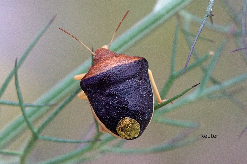 Ventocoris (Ventocoris).jpg