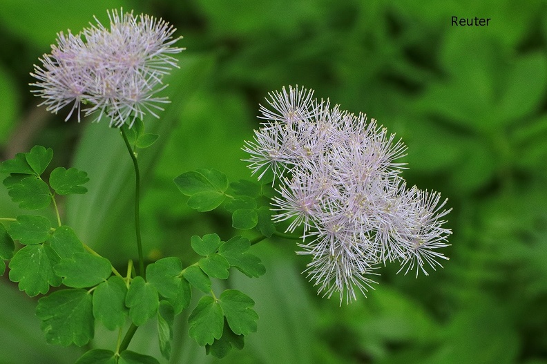 Akeleiblättrige Wiesenraute (Thalictrum aquilegifolium)