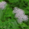 Akeleiblättrige Wiesenraute (Thalictrum aquilegifolium)