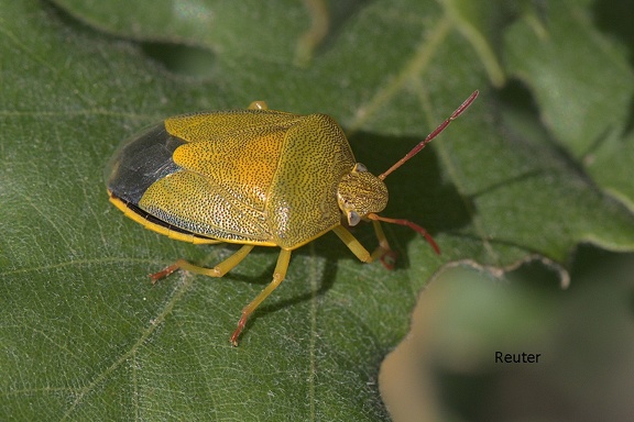 Ginster-Baumwanze (Piezodorus lituratus)