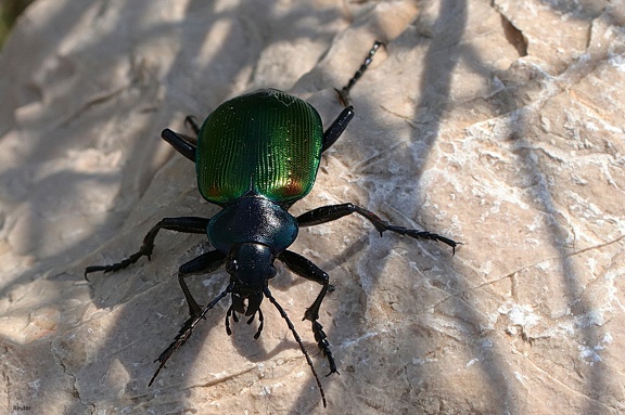 Großer Puppenräuber (Calosoma sycophanta)