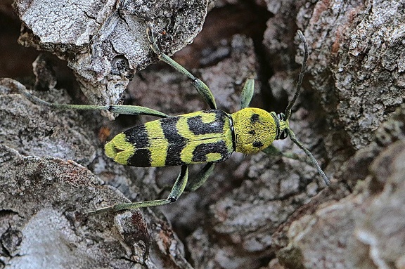 Veränderlicher Widderbock (Chlorophorus varius)