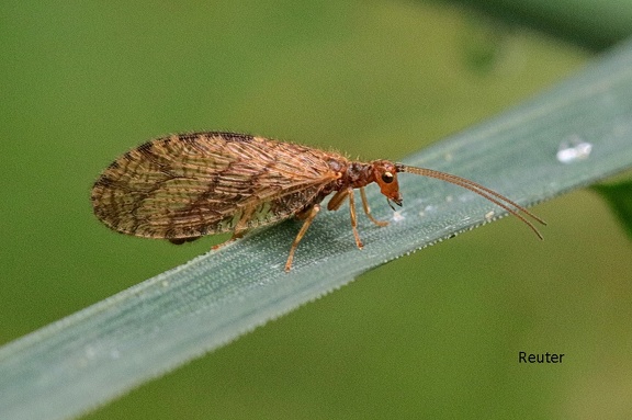 Brauner Taghaft (Micromus paganus)