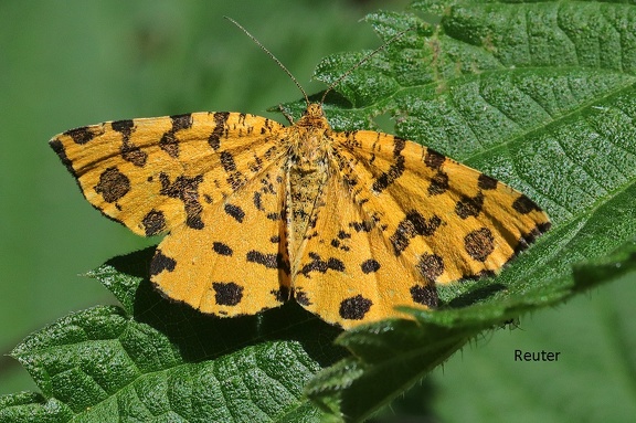 Pantherspanner (Pseudopanthera macularia)