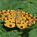 Pantherspanner (Pseudopanthera macularia)