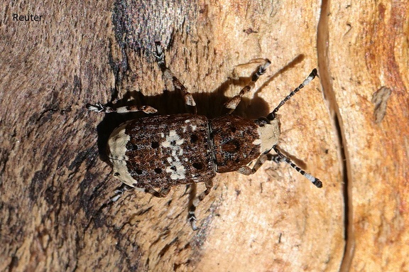 Langfühler-Breitrüßler (Anthribus albinus)