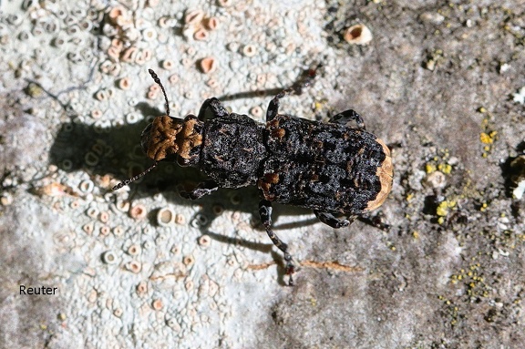 Großer Breitrüssler (Platyrhinus resinosus)