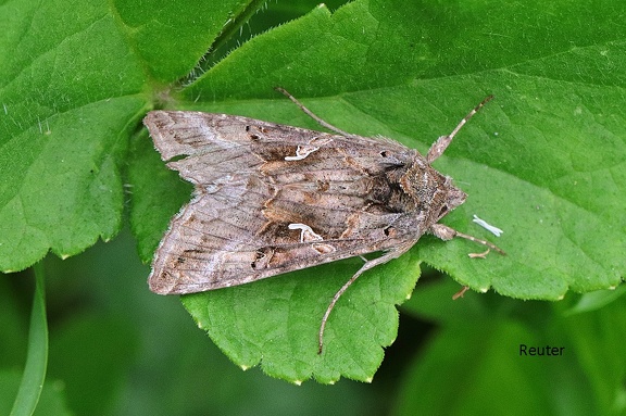 Gammaeule (Autographa gamma)