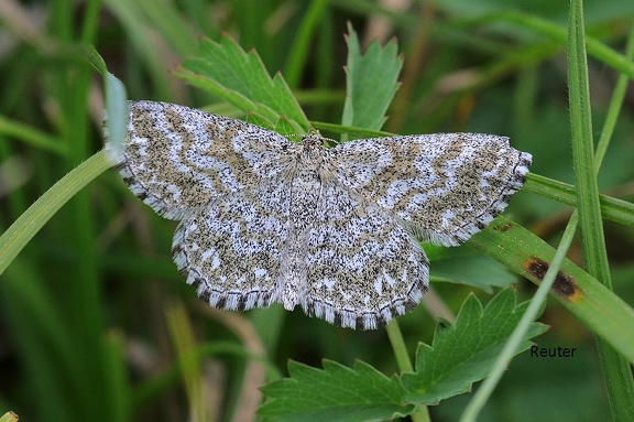 Heidespanner (Ematurga atomaria)